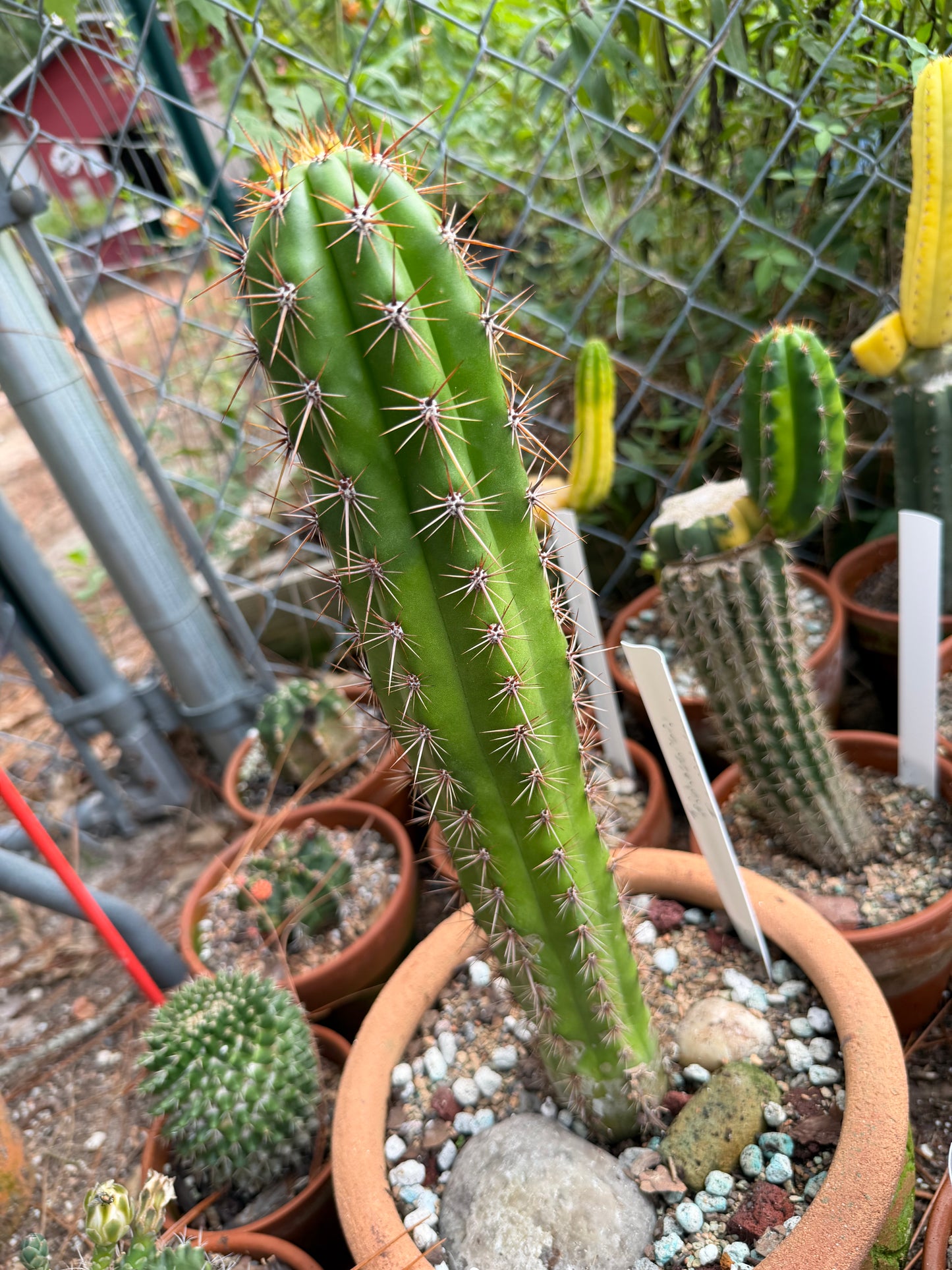 Taquimbalensis Cactus
