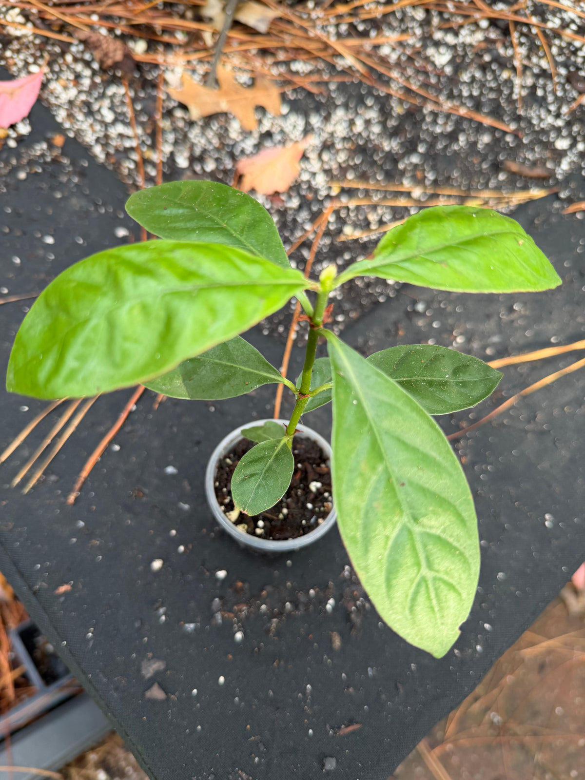 Seed grown Psychotria - Psychotria Alba x Nexus Open Pollenated