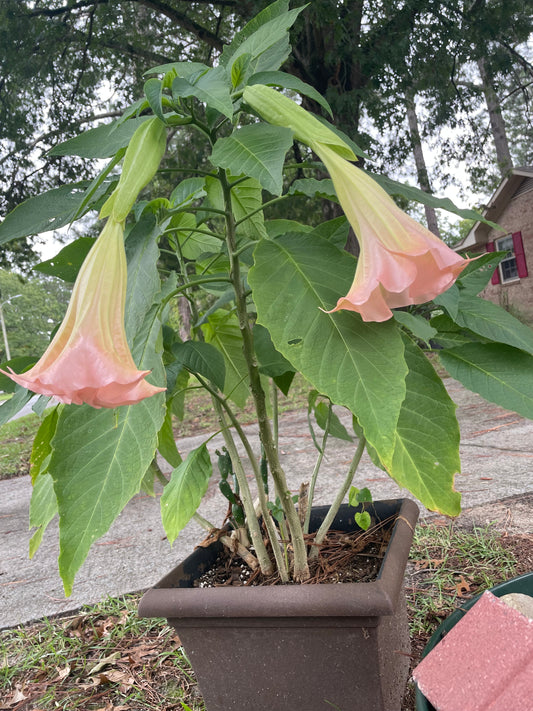 Angel Trumpet - Pink Blooming