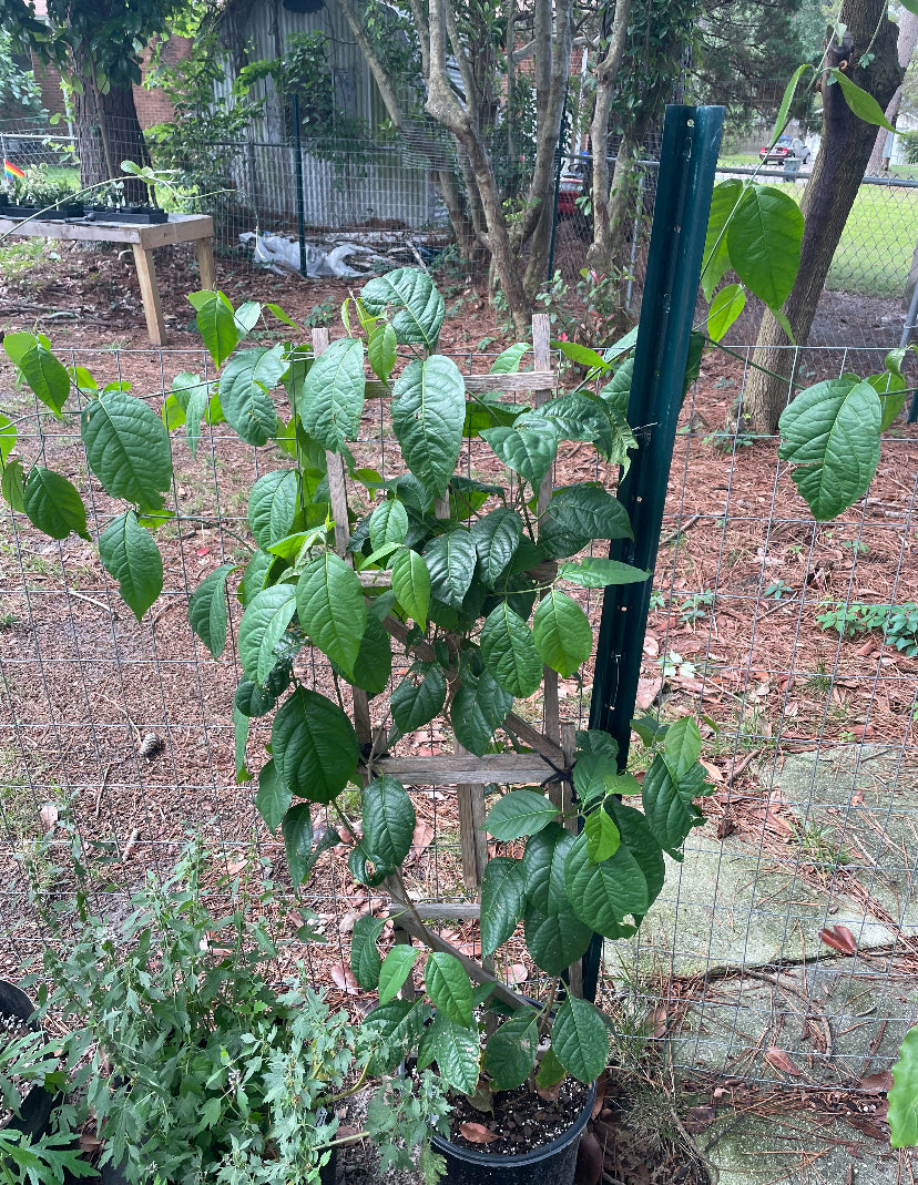 close up of a Banisteriopsis Caapi "Yellow"