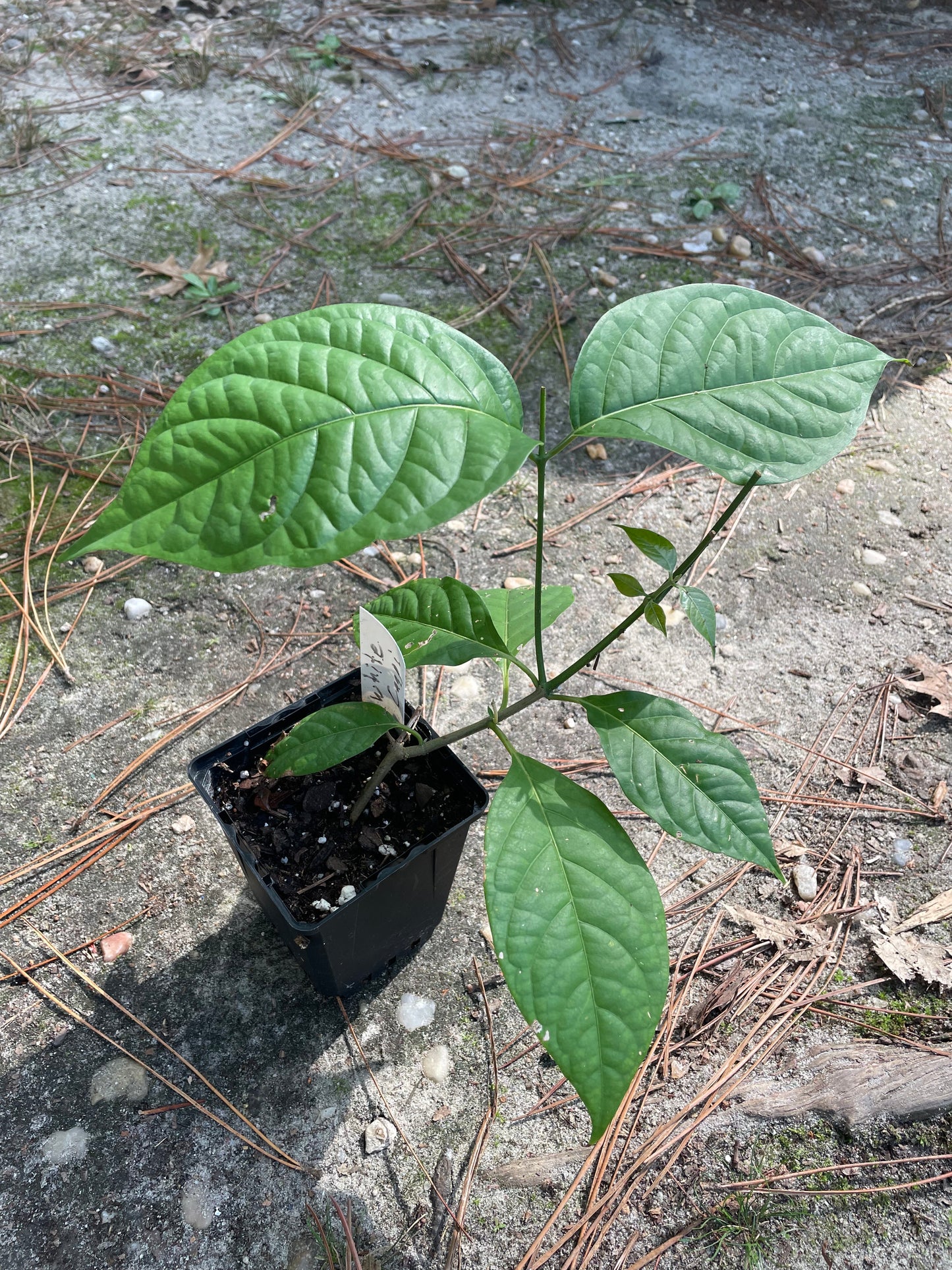White Caapi (Banisteriopsis Caapi)