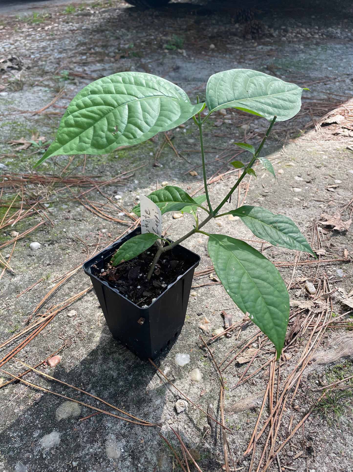 White Caapi (Banisteriopsis Caapi)