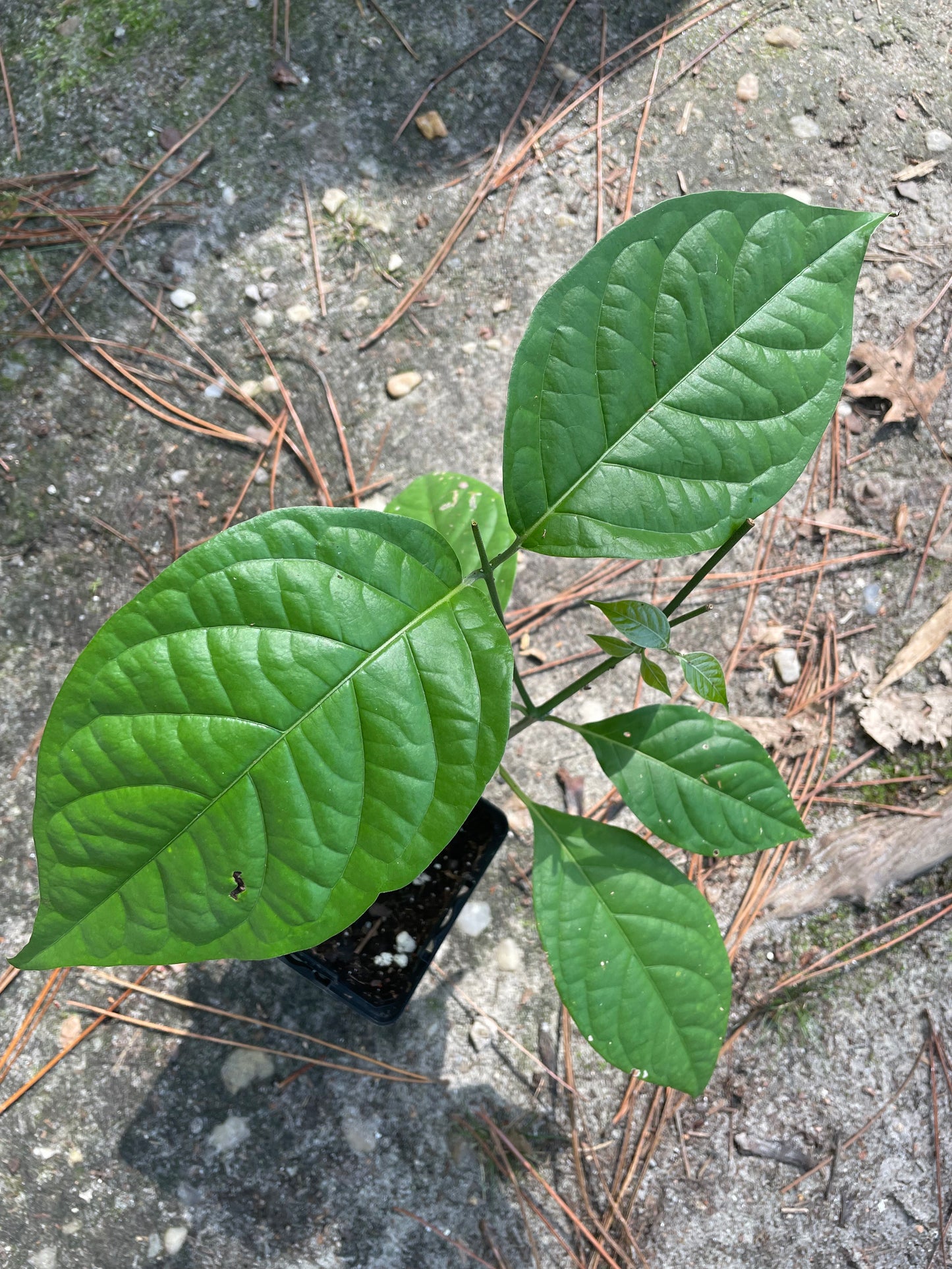 White Caapi (Banisteriopsis Caapi)