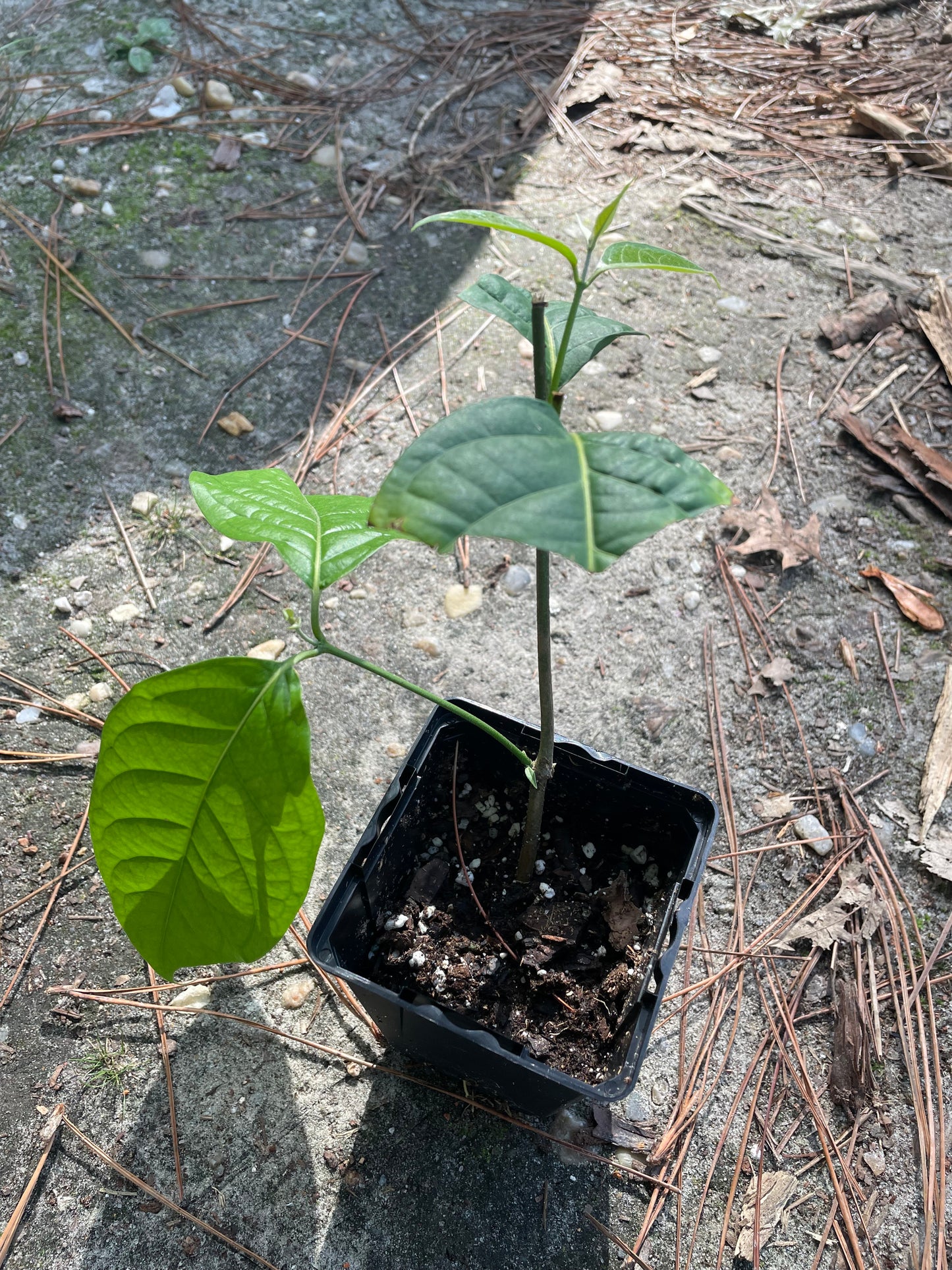 Yellow Caapi (Banisteriopsis Caapi)