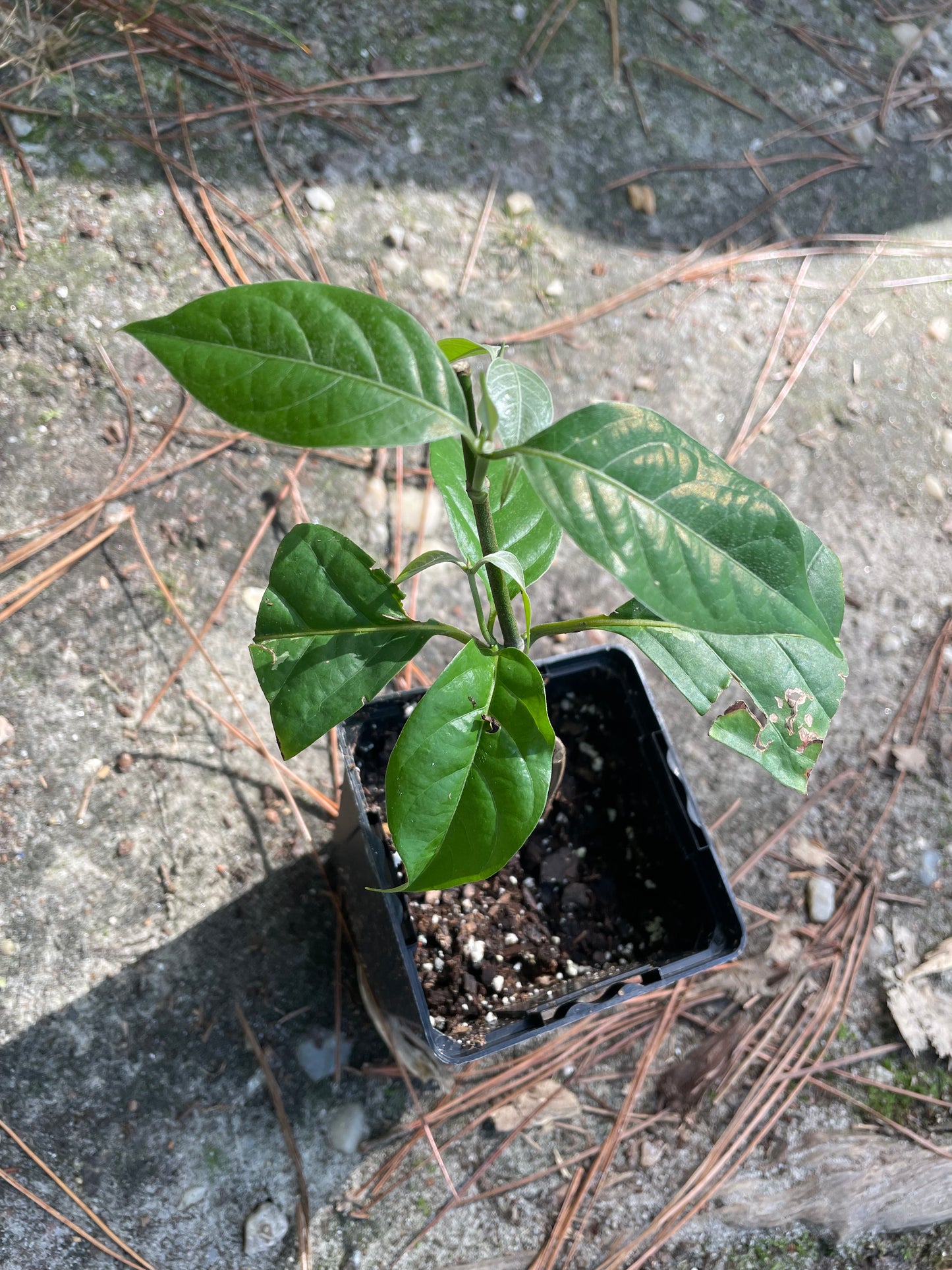 Yellow Caapi (Banisteriopsis Caapi)