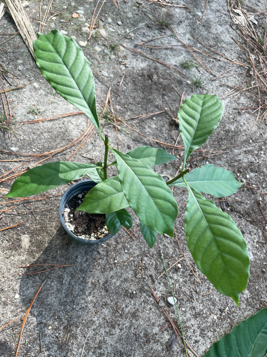 Psychotria Alba (syn. Psychotria Carthegensis)