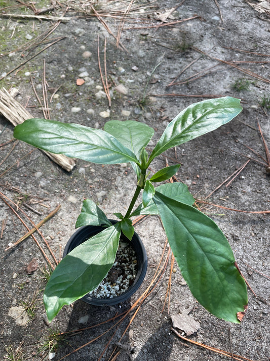 Psychotria Nexus (hybrid of P. Viridis and P. Carthagensis) SMALL