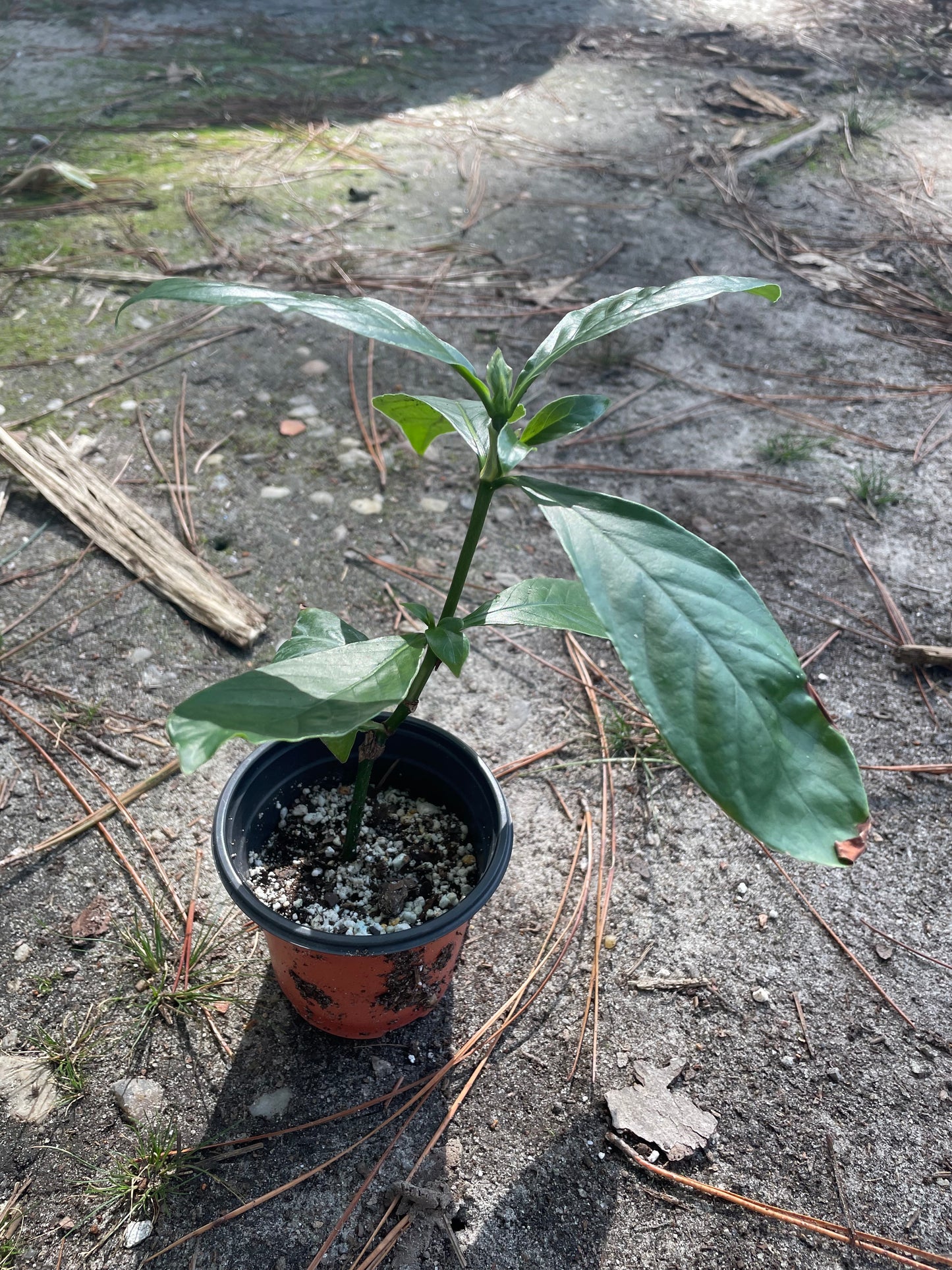 Psychotria Nexus (hybrid of P. Viridis and P. Carthagensis) SMALL