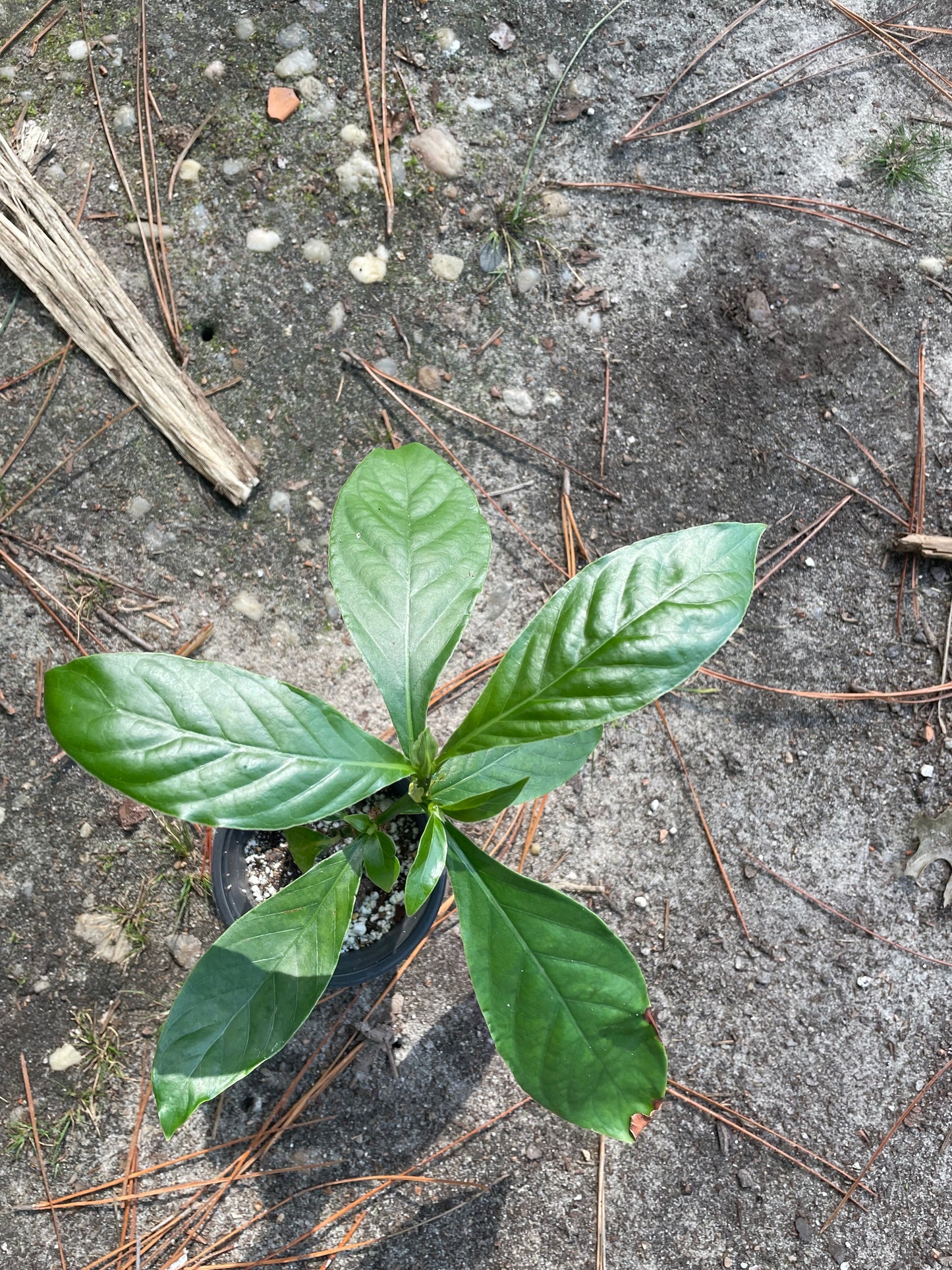 Psychotria Nexus (hybrid of P. Viridis and P. Carthagensis) SMALL