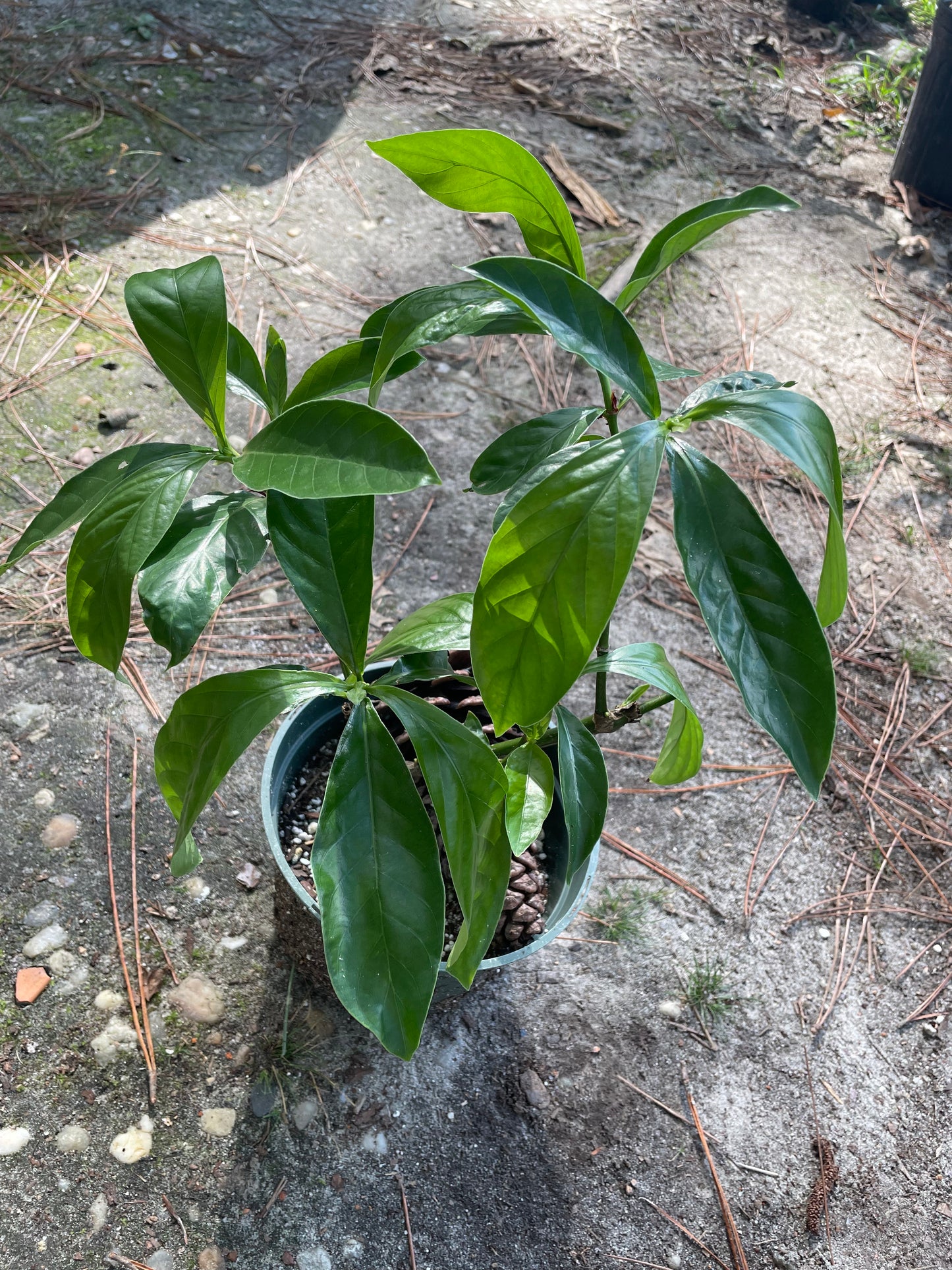 Psychotria Nexus (hybrid of P. Viridis and P. Carthagensis) LARGE