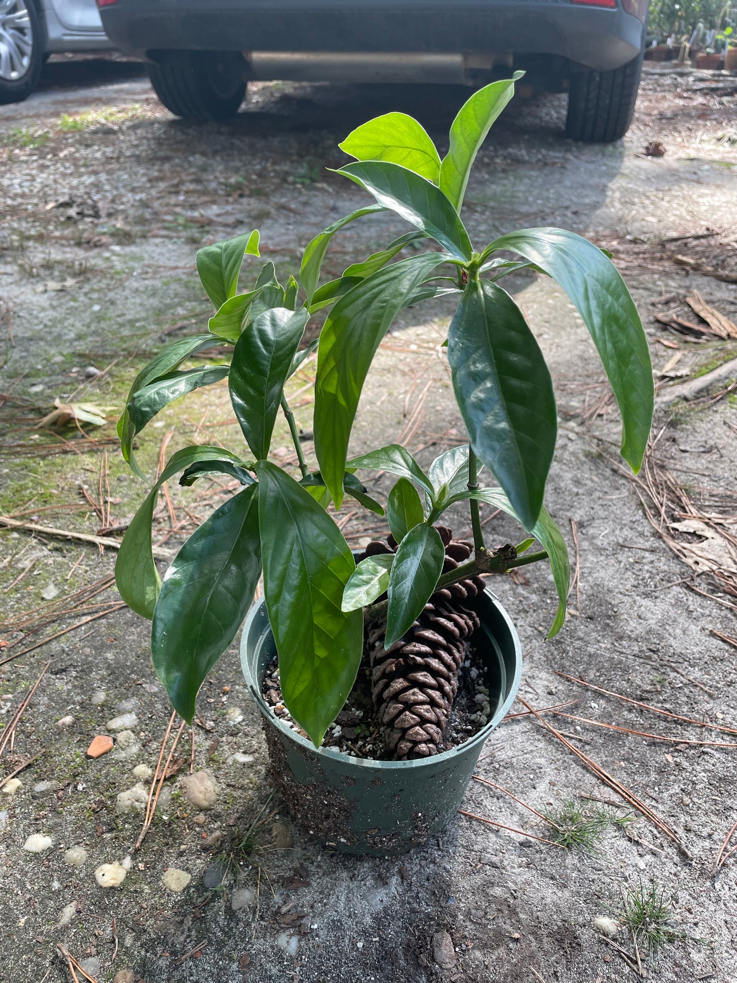 Psychotria Nexus (hybrid of P. Viridis and P. Carthagensis) LARGE