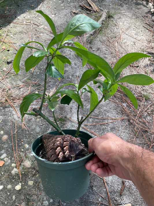 Psychotria Nexus (hybrid of P. Viridis and P. Carthagensis) LARGE