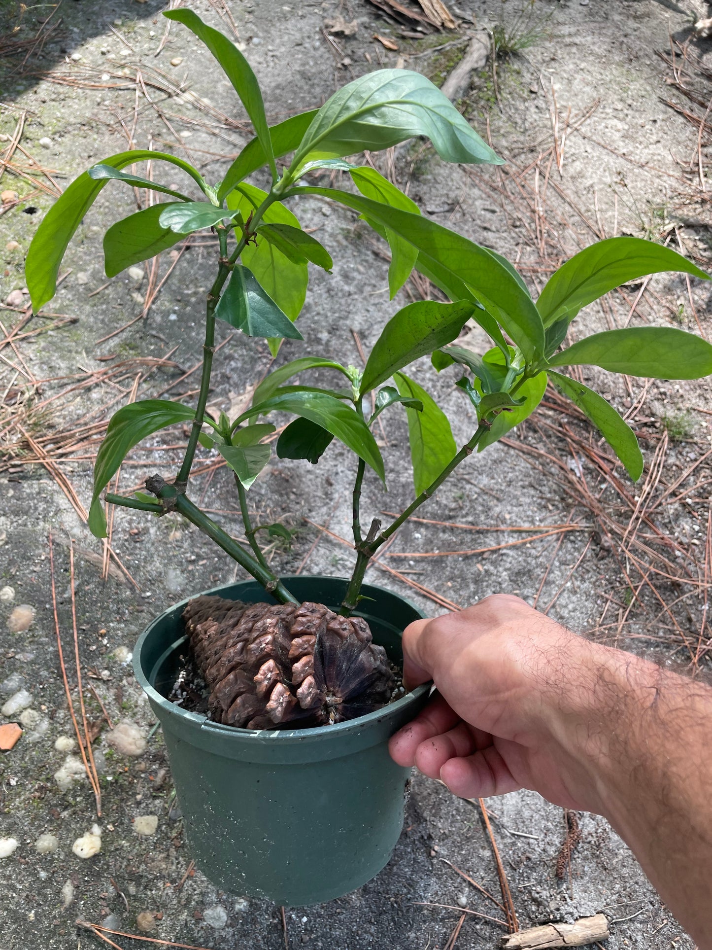 Psychotria Nexus (hybrid of P. Viridis and P. Carthagensis) LARGE