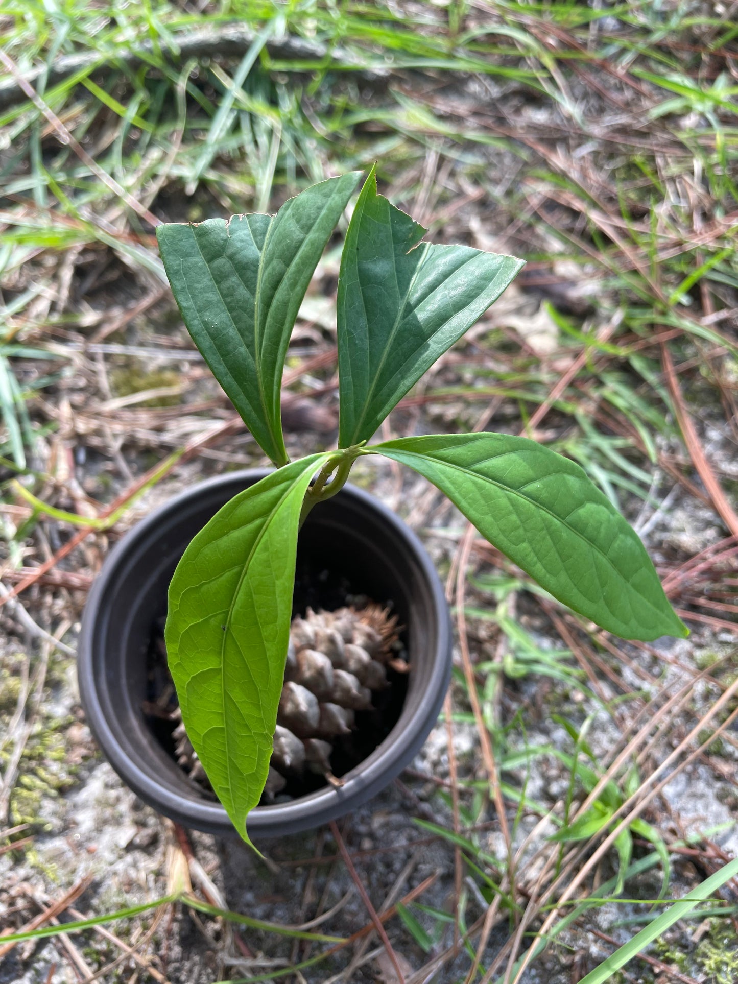 Diploterys Cabrerana (Choliponga)