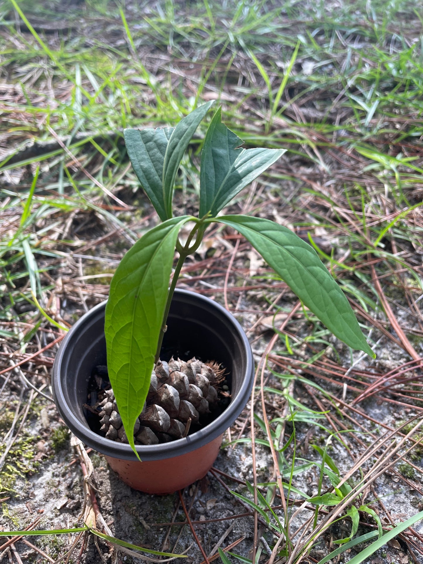 Diploterys Cabrerana (Choliponga)