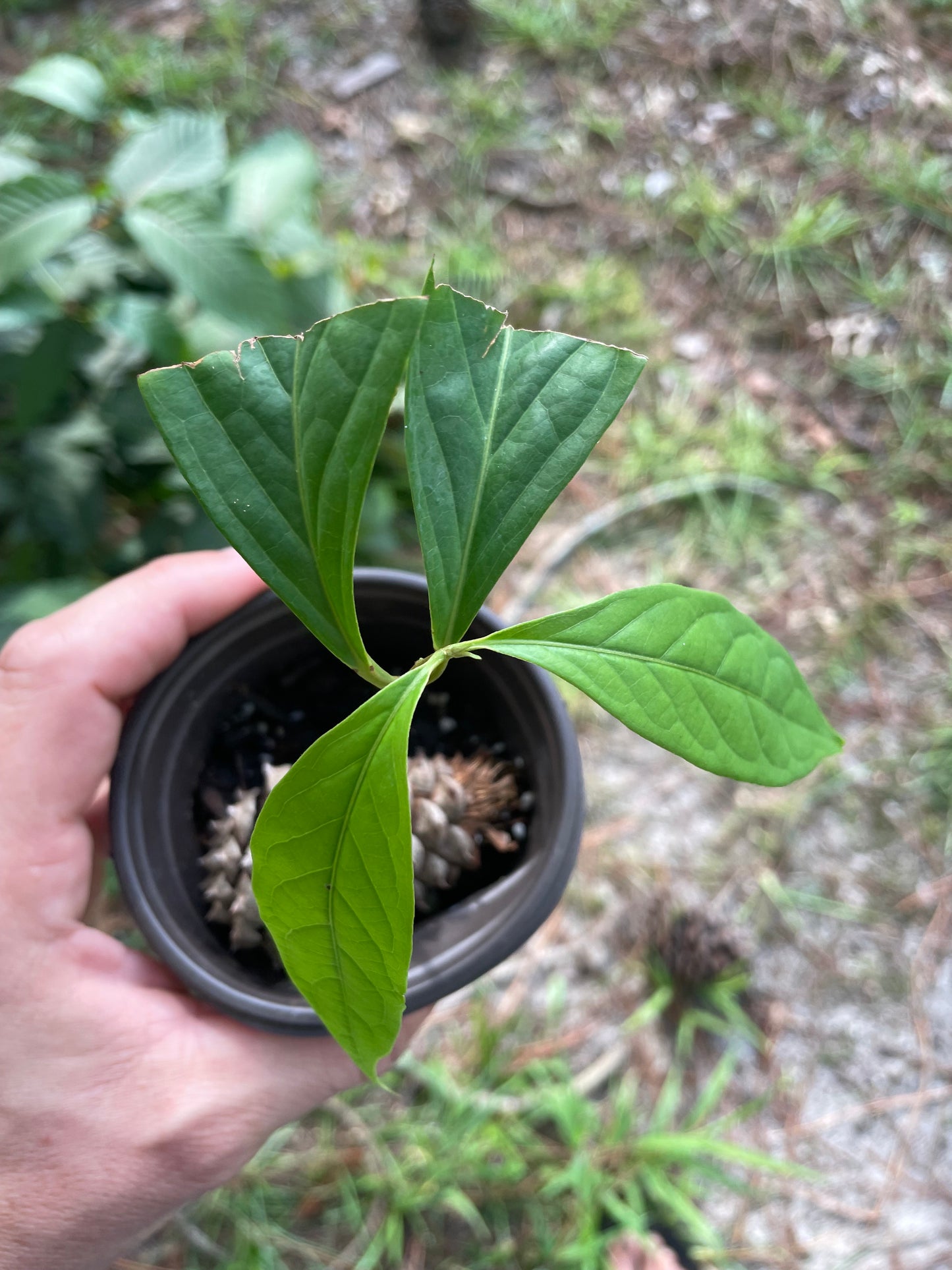 Diploterys Cabrerana (Choliponga)