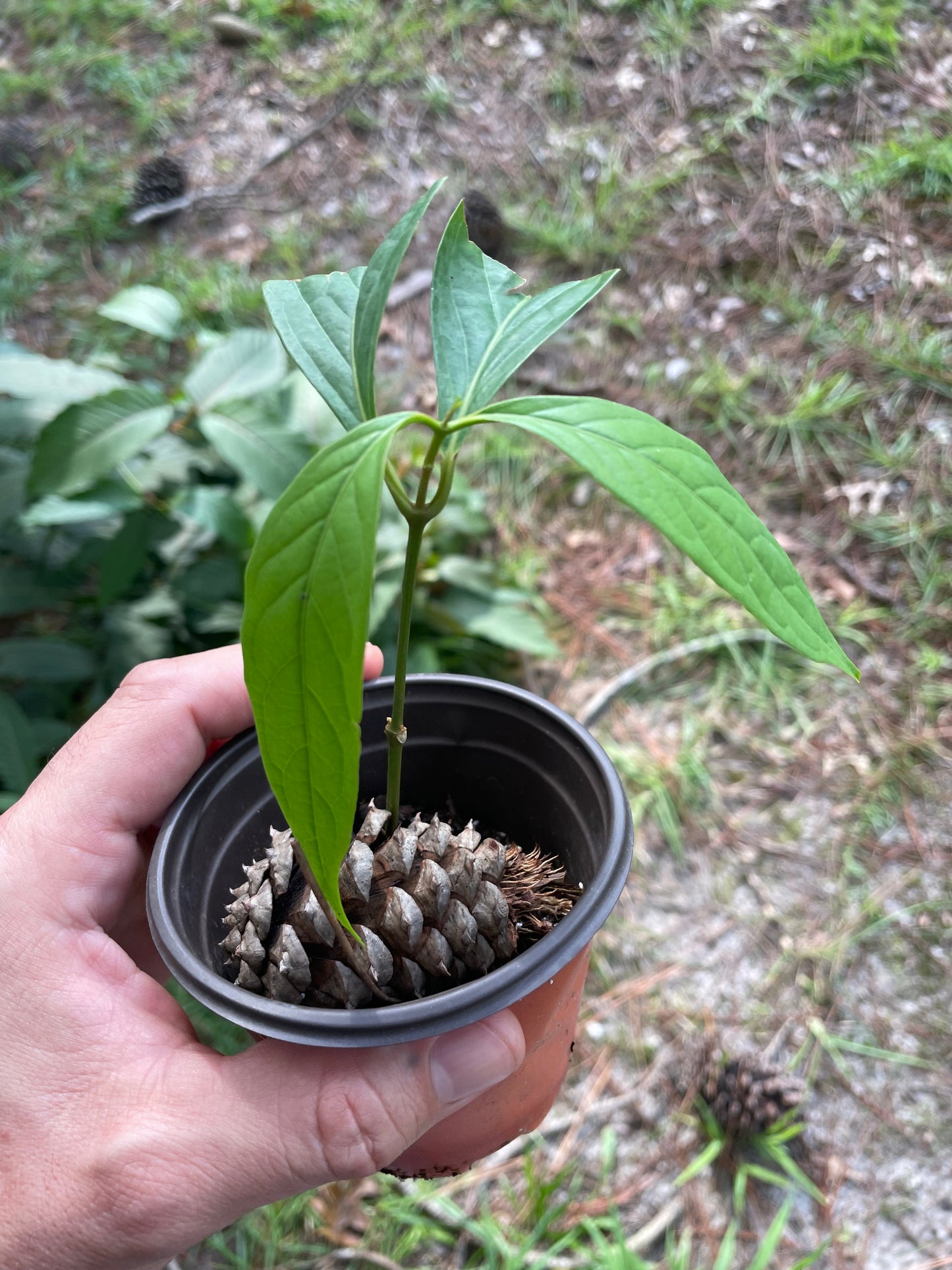 Diploterys Cabrerana (Choliponga)