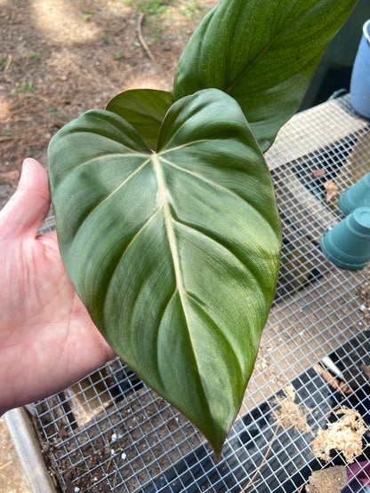 Summer Glory Philodendron