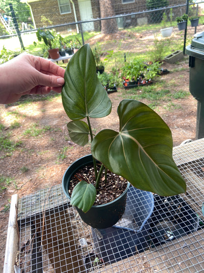 Summer Glory Philodendron