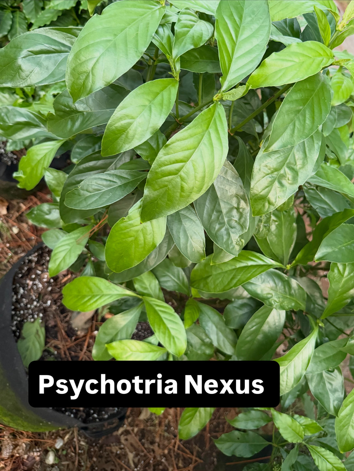 Psychotria Nexus Cuttings