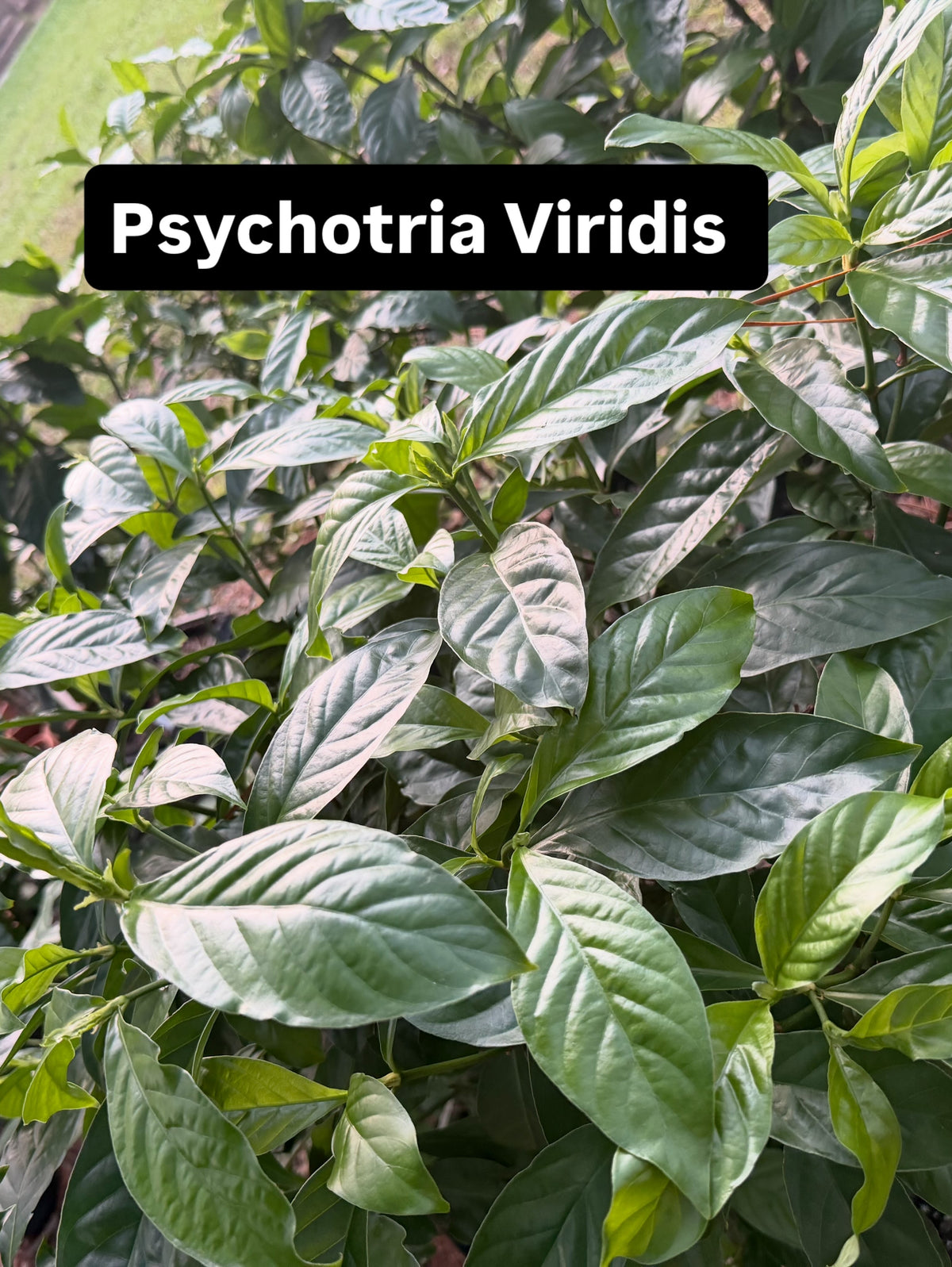 Psychotria Viridis Cuttings
