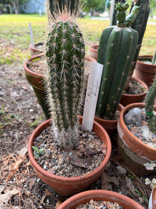 A tall columnar cactus with dense white spines in a terracotta pot, photographed outdoors among other potted cacti. A small handwritten plant tag is inserted into the soil.