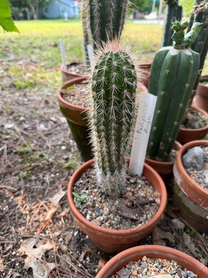 A tall green columnar cactus with dense white spines in a terracotta pot, photographed outdoors among other potted cacti and mulch.