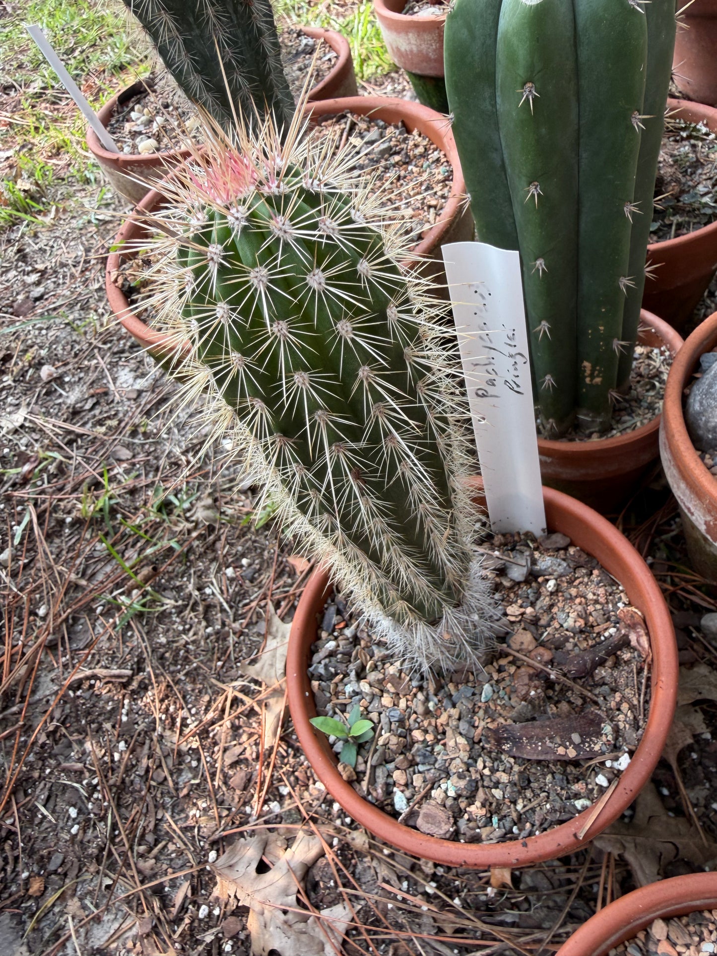 A green columnar cactus with dense white spines in a terracotta pot, photographed outdoors among other potted cacti and mulch. A small handwritten plant tag is visible in the pot.