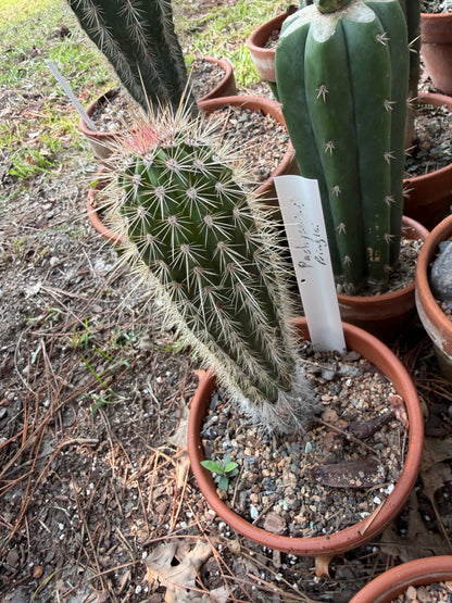 Pachycereus Cactus