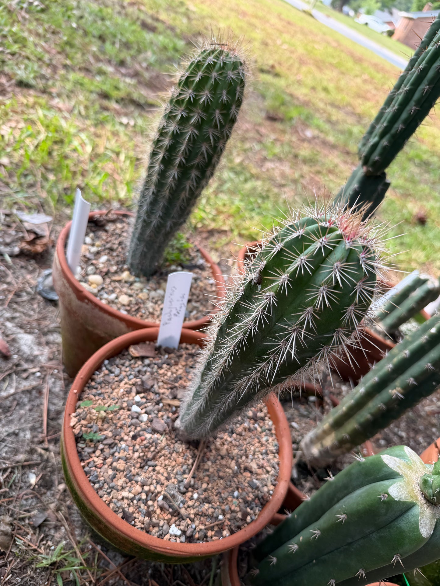 Pachycereus Cactus