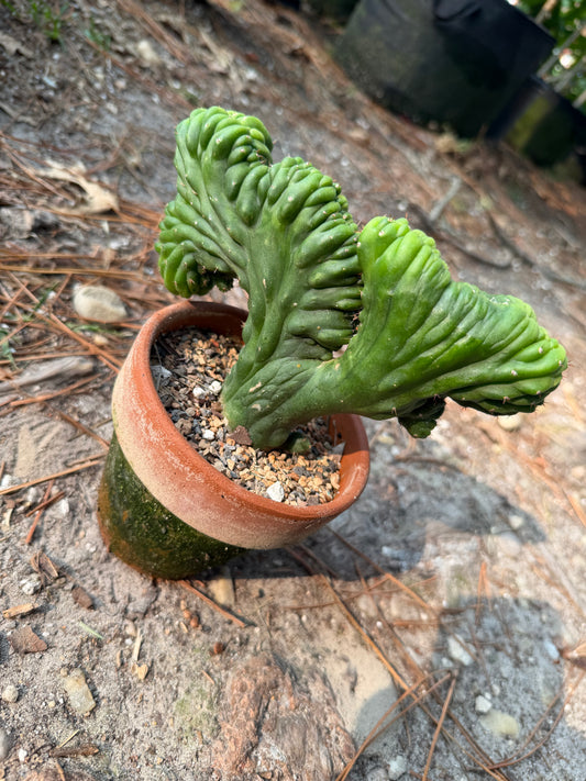 Trichocereus Pachanoi Monstrose (TPM) Cactus