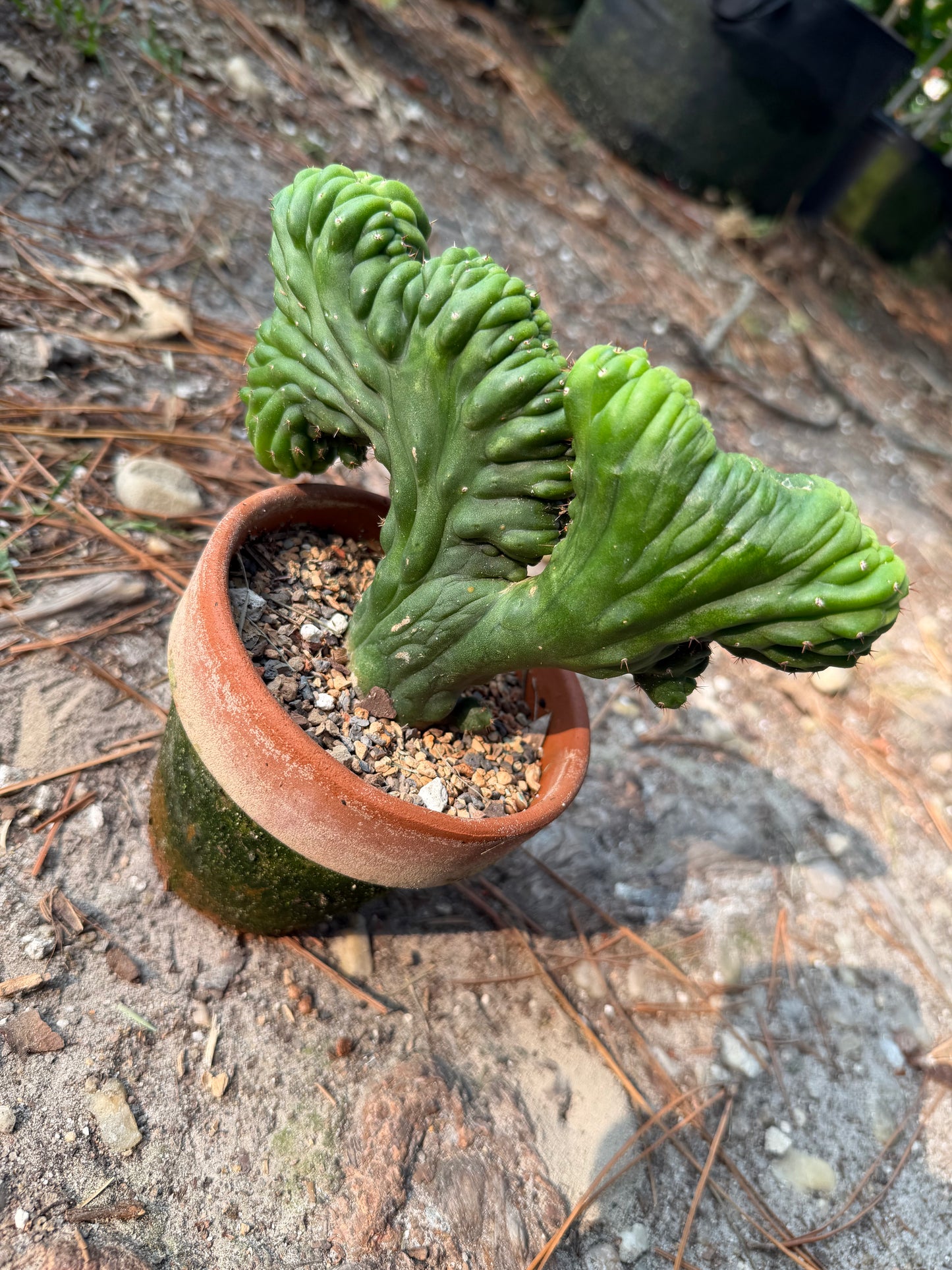 Trichocereus Pachanoi Monstrose (TPM) Cactus