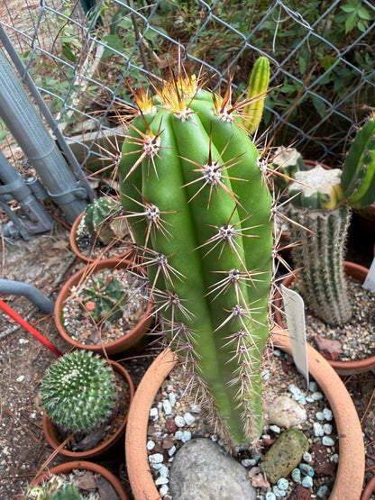 Taquimbalensis Cactus