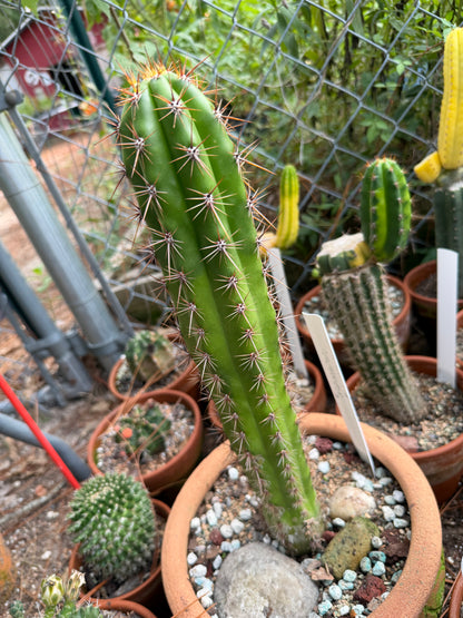 Taquimbalensis Cactus