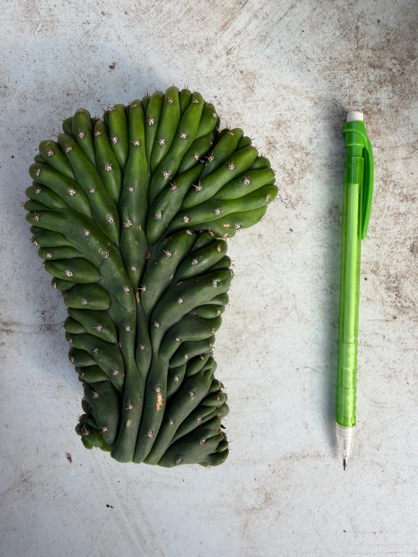 Sherpa Cactus