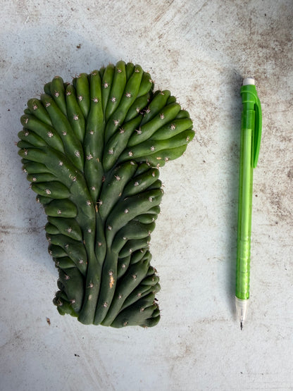 Sherpa Cactus