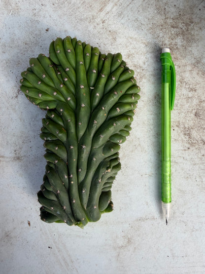 Sherpa Cactus