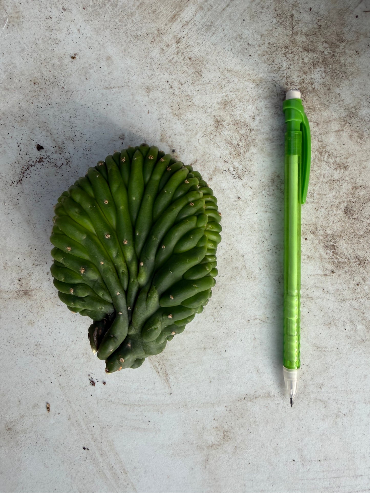 Sherpa Cactus