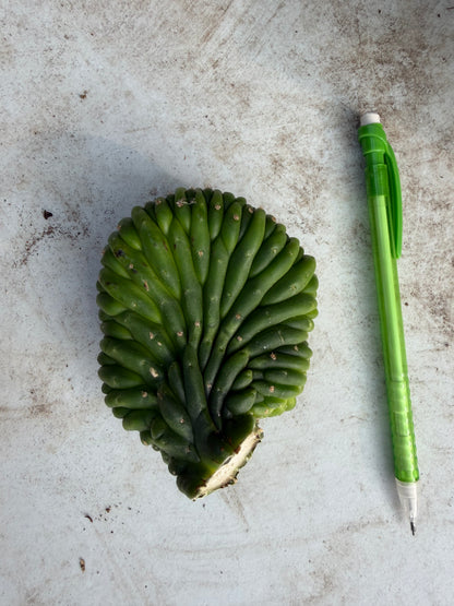 Sherpa Cactus