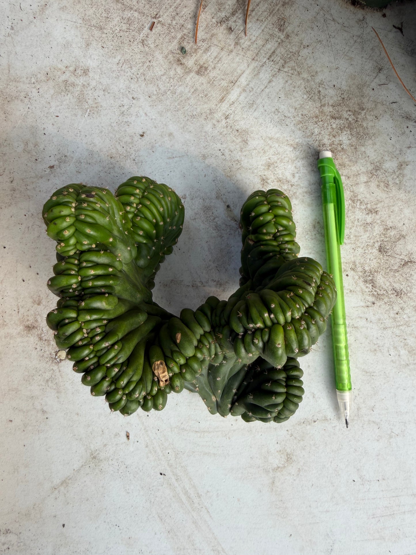 Sherpa Cactus