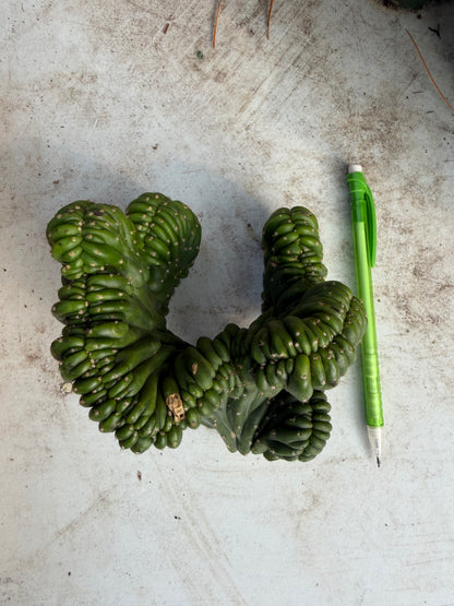 Sherpa Cactus