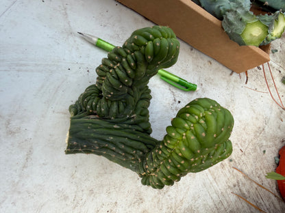 Sherpa Cactus