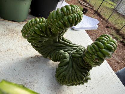 Sherpa Cactus
