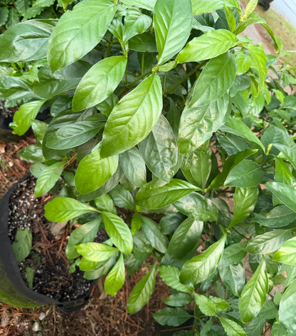 Psychotria Nexus (hybrid of P. Viridis and P. Carthagensis) SMALL