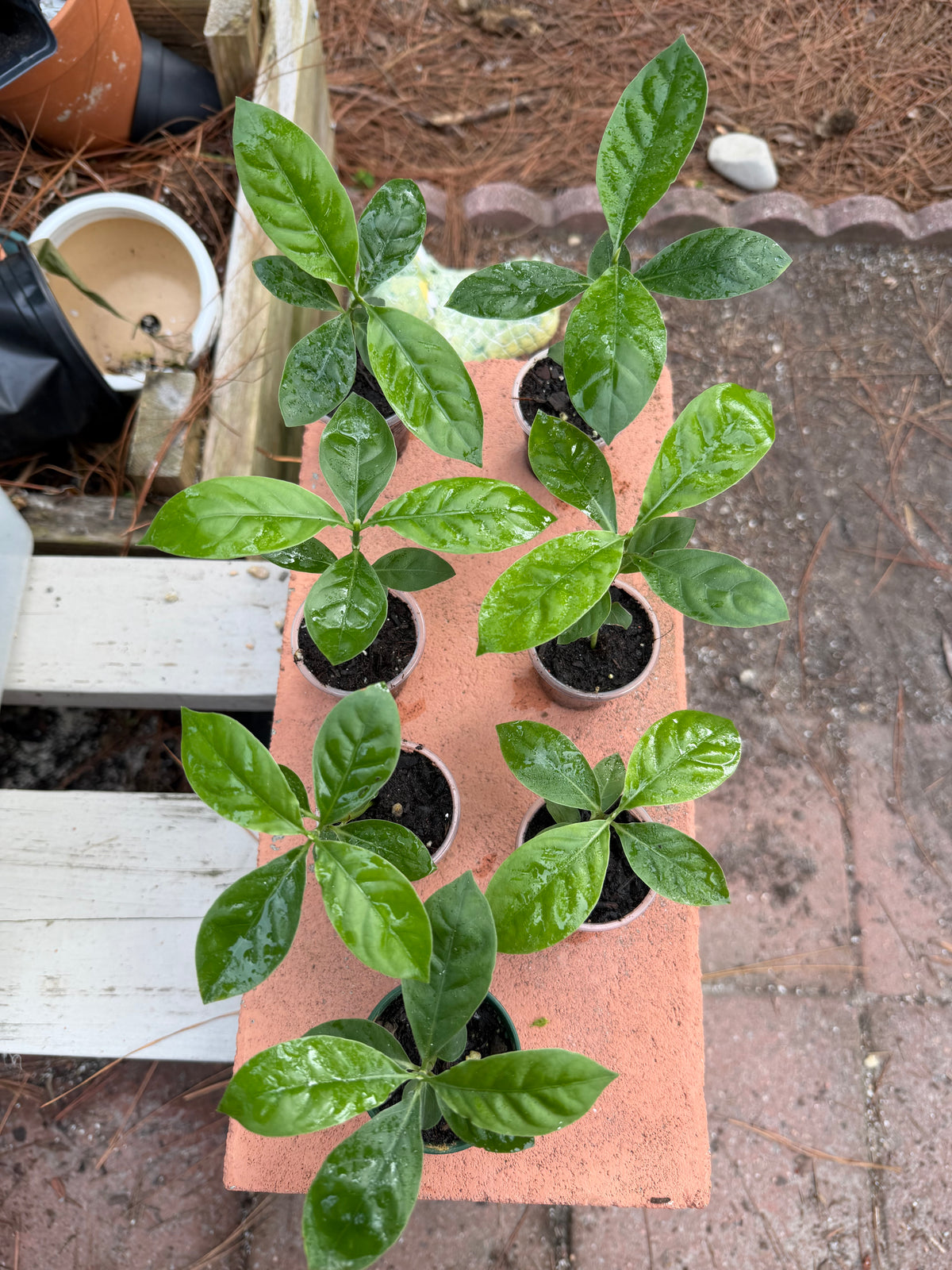 Seed grown Psychotria - Psychotria Alba x Nexus Open Pollenated