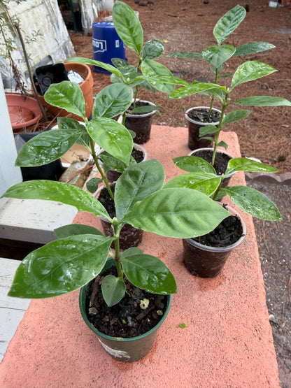 Seed grown Psychotria - Psychotria Alba x Nexus Open Pollenated