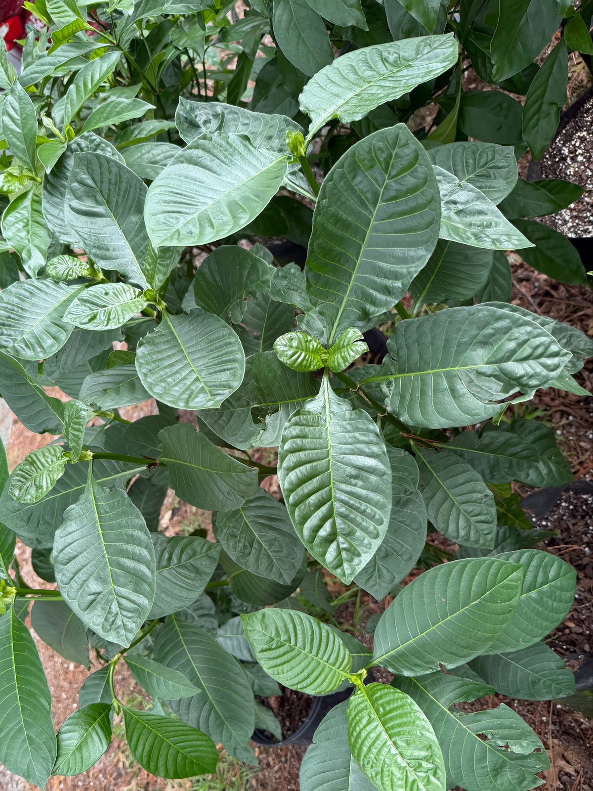 A leafy green plant with large, glossy, ribbed oval leaves growing in a black nursery pot outdoors on a sandy ground.