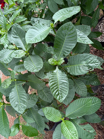 A leafy green plant with large, glossy, ribbed oval leaves growing in a black nursery pot outdoors on a sandy ground.