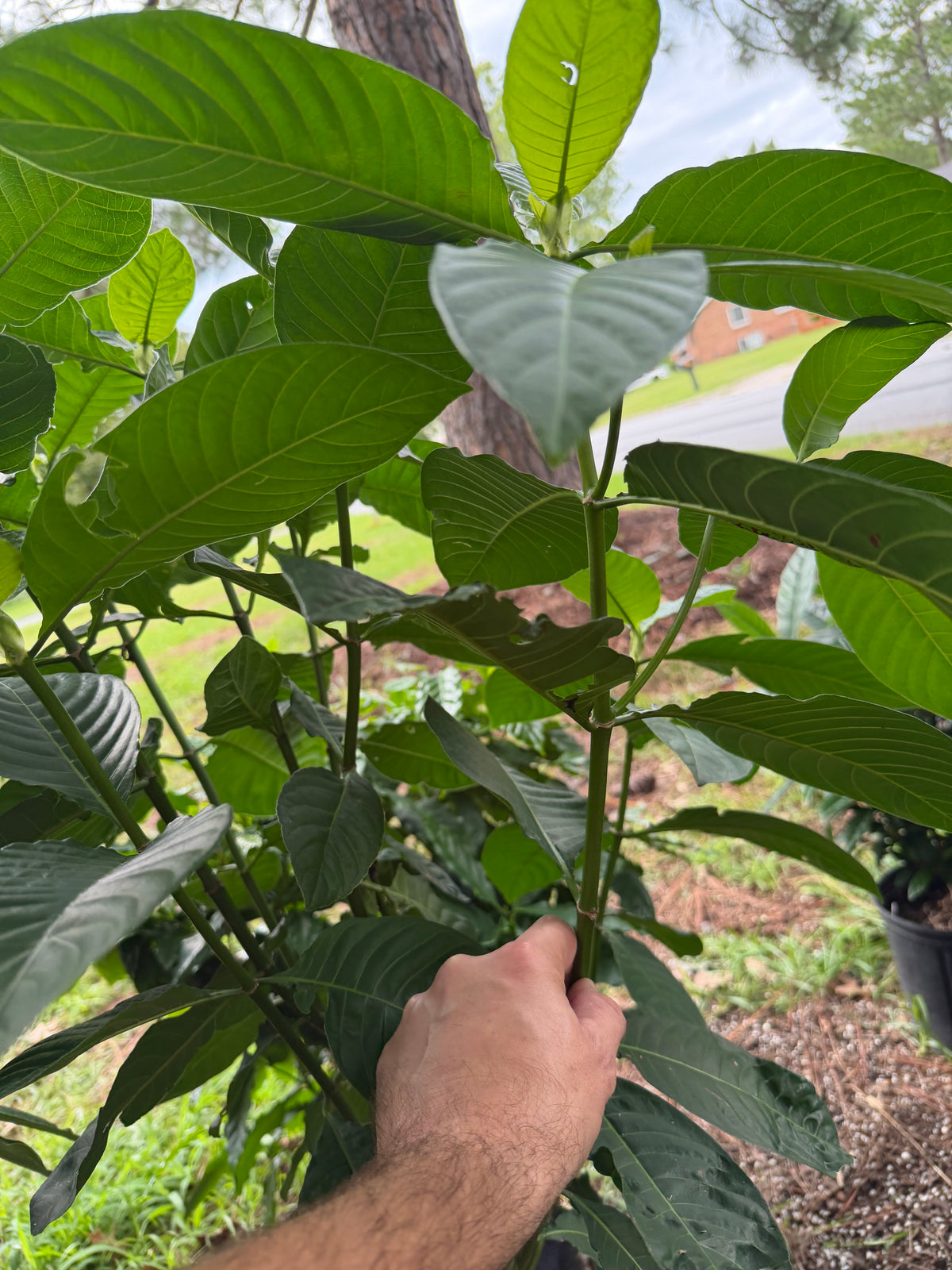 Psychotria Ernestii Cuttings