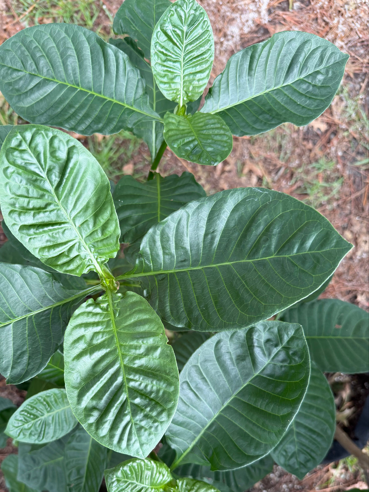 A potted green plant with large, glossy, deeply veined leaves, photographed from above on a soil surface.